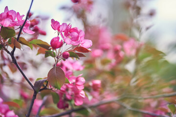 Fototapeta premium An image of bright pink flowers blooming in spring. Selective focus on tree branches. Nature. A blooming branch of a pink apple tree. With a space to copy. High quality photo