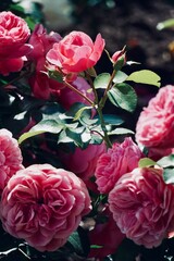 The natural beauty of Bangladesh 