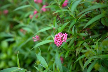 The natural beauty of Bangladesh 
