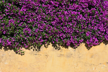 Yellow Wall with curly violet color flowers