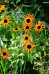 The natural beauty of Bangladesh 