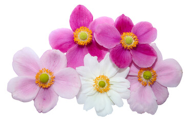 Fleurs d'Anemone hupehensis	