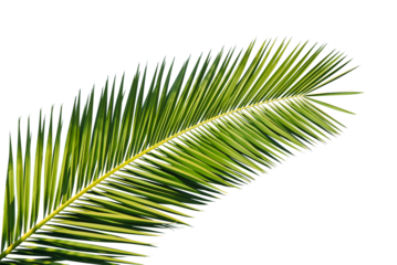 Feuille de palmier