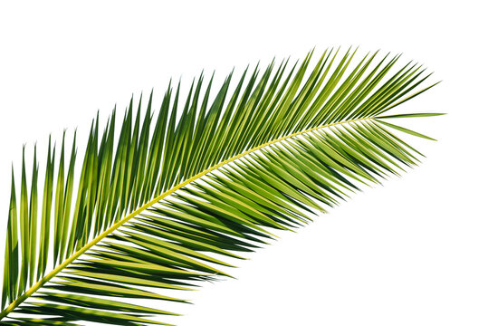 Feuille de palmier