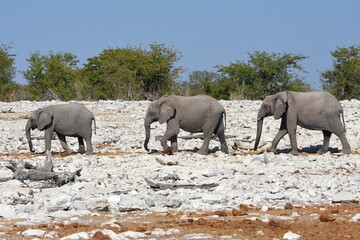 Elefantenherde am Wasserloch Kalkheuwel im Etoscha Nationalpark in Namibia. 