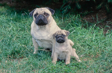 Pug mother and puppy sitting beside each other on grass in yard outside