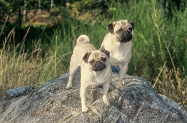 Two pugs standing outside together on rocky surface