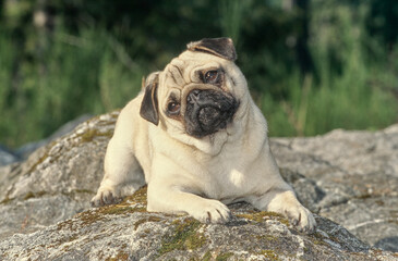 Pug sitting outside on rock with head tilted