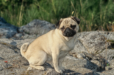Cute Pug sitting on rock outside in forest