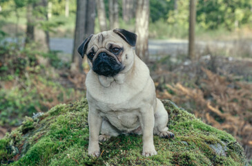 Pug sitting on mossy rock outside