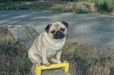 Pug sitting on wooden see saw plank outside in park