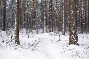 The beautiful snowy forest in winter