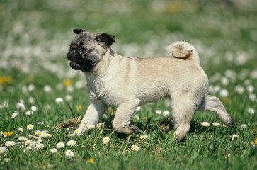 Pug puppy trotting through field outside with yellow and white flowers