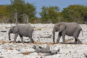 Elefantenherde am Wasserloch Kalkheuwel im Etoscha Nationalpark in Namibia. 