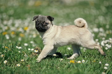 Pug puppy running outside through field with yellow and white flowers