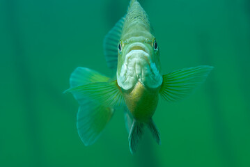 Frontal close-up view of a hovering inquisitive bluegill with fins outward