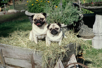 Two pugs sitting in straw in wooden wheelbarrow outside in yard