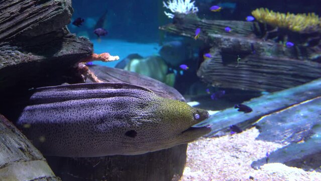 Muraena in coral reef underwater, sea goldie fish swimming, close up. Undersea life