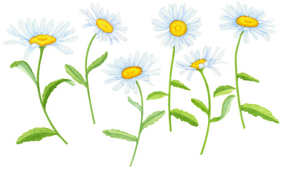 Blooming daisies on a white background.