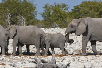 Fototapeta premium Elefantenherde am Wasserloch Kalkheuwel im Etoscha Nationalpark in Namibia. 