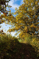 Naturschutzgebiet Altmain bei Grafenrheinfeld, Landkreis Schweinfurt, Unterfranken, Franken, Bayern, Deutschland