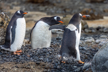 Obraz premium A Gentoo Penguin stone thief makes off with a rock plucked from another nest in Antarctica