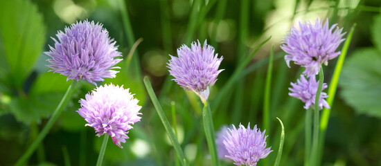 Chives or Allium Schoenoprasum in bloom with purple violet flowers isolated on green.