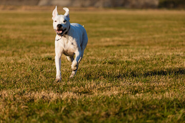 young dogo argentino in the field with beauty sun 