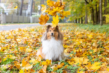 Autumn portrait of cute and smiling shetland sheepdogs. Nice and beautiful shelties standing...