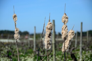 Juncos cerca de Rogil, Algarve