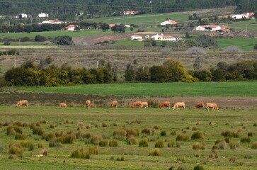 Ganado pastando cerca de Rogil, Algarve