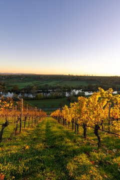 Sonnenuntergang &uuml;ber der Weinlage Volkacher Ratsherr zwischen Fahr am Main und Volkach an der Volkacher Mainschleife, Landkreis Kitzingen, Unterfanken, Bayern, Deutschland