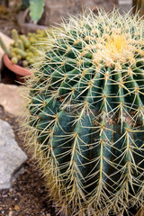 Сactus with long spines. Cactus plant close up. Blurred background. Selective focus.