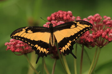 papilio astylus swallowtail butterfly on flower