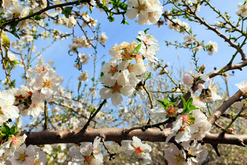 Almond Grove in Migdal HaEmek, Israel