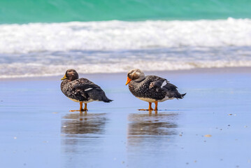 Volunteer Point, Falkland Islands, UK