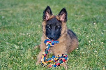 Belgian Shepherd puppy laying in grass chewing on colorful rope toy