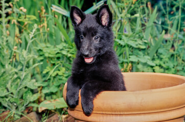 Cute Belgian Shepherd puppy outside sitting up inside a ceramic flower pot in front of bushes