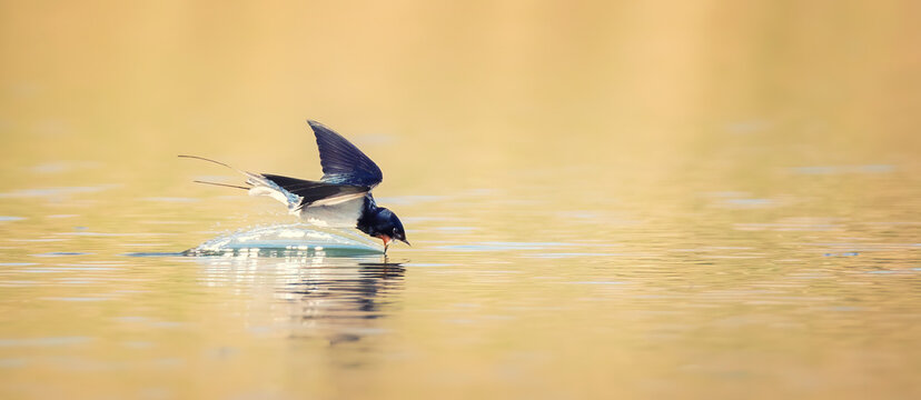 Barn swallow Hirundo rustica in flight drink over the lake.