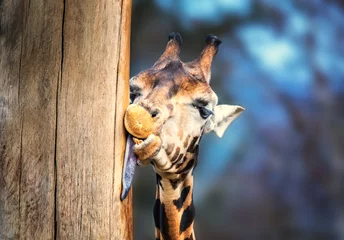 Foto op Canvas A giraffe licks a tree trunk with its long tongue. © Jiří Fejkl