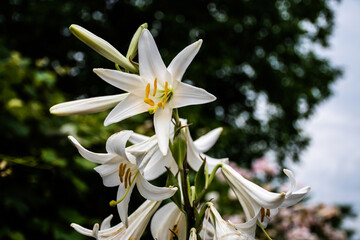 Lilium candidum, the Madonna lily or white lily flower.