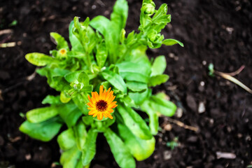 Calendula officinalis, the pot marigold, common marigold, ruddles, Mary's gold or Scotch marigold, is a flowering plant in the daisy family Asteraceae.