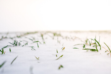 Sprouts of winter wheat. Snow-covered rows of wheat field. Agricultural field covered with snow. Selective focus