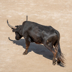 aggressive black bull