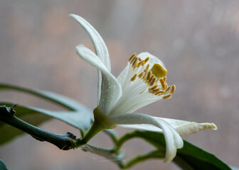 lemon tree flower 