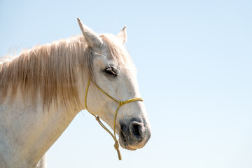 Obraz na płótnie Canvas Portrait of a white Camargue horse