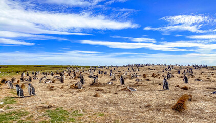 Volunteer Point, Falkland Islands, UK