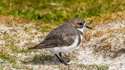 Volunteer Point, Falkland Islands, UK