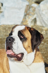Close up of St. Bernard with tongue out
