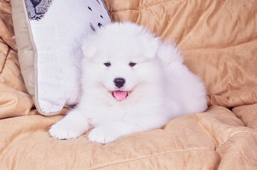 Samoyed puppy on couch